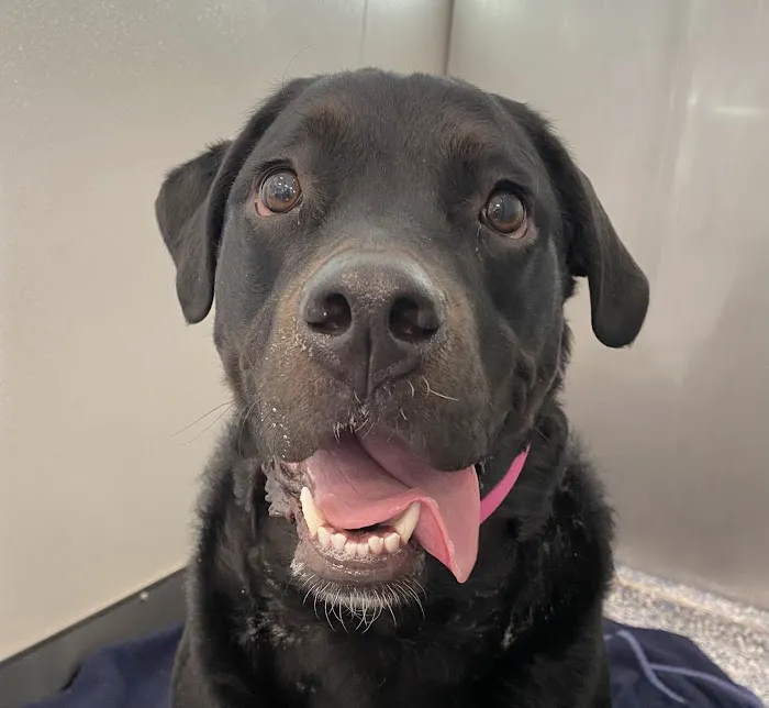 Spry Companions: Veterinary Orthopedic Specialists Picture 8