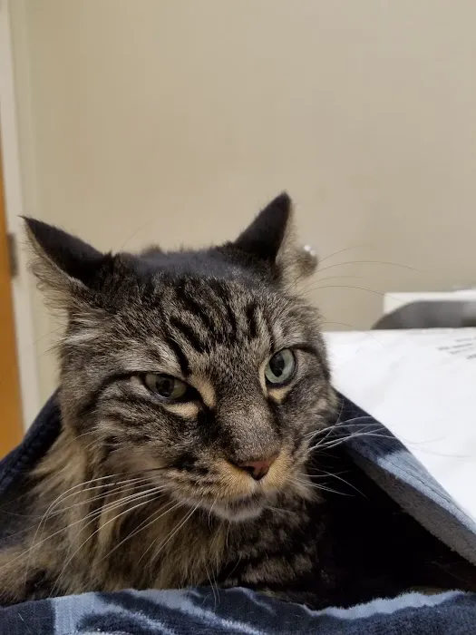 VCA Animal Care Clinic Picture 2