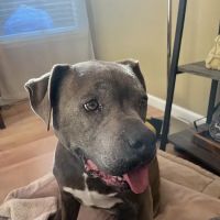 VCA Animal Care Clinic ico
