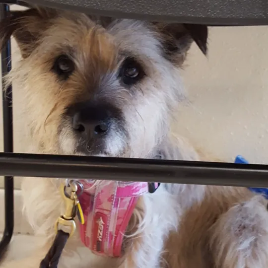 VCA Animal Care Clinic Picture 5