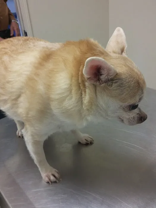 Ark Pet Hospital Picture 4