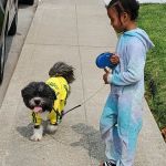 Ark Pet Hospital