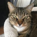 All Paws Holistic Vet Clinic
