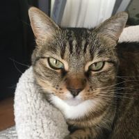 All Paws Holistic Vet Clinic ico