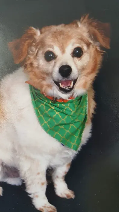 All Paws Holistic Vet Clinic Picture 5