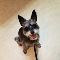 Middletown Animal Clinic ico