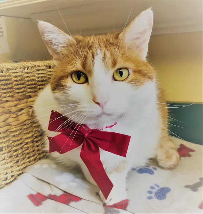 Companion Animal Hospital of Middletown Picture 2
