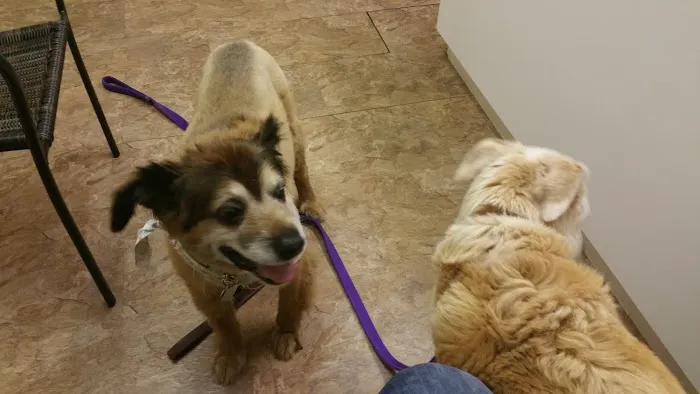 Companion Animal Hospital of Middletown Picture 3