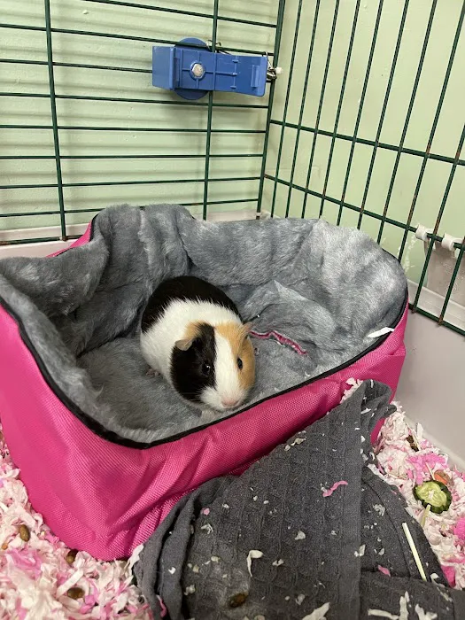 Companion Animal Hospital of Middletown Picture 7