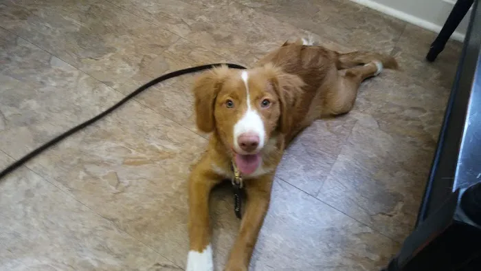 Companion Animal Hospital of Middletown Picture 8