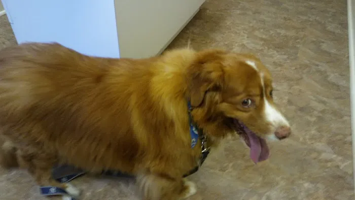 Companion Animal Hospital of Middletown Picture 6