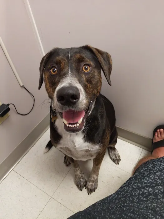 Evergreen Animal Hospital Picture 3