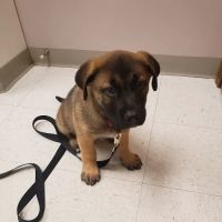 Evergreen Animal Hospital ico