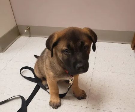 Evergreen Animal Hospital