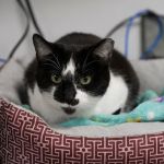 Livewell Animal Hospital of Anchorage