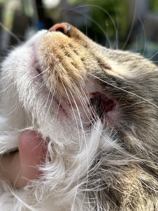 Livewell Animal Hospital of Anchorage Picture 5