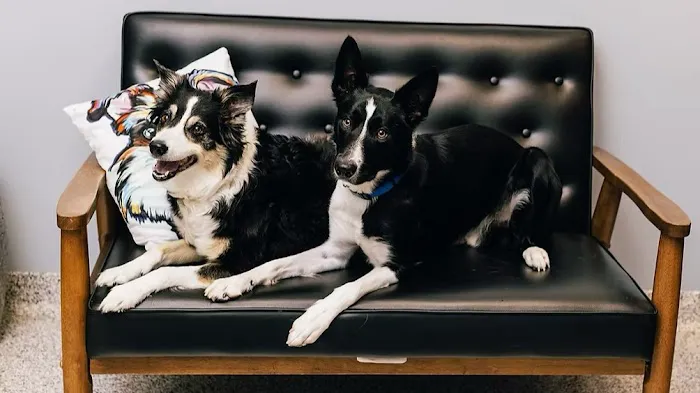 PetVet365 Pet Hospital Louisville/Anchorage Picture 6