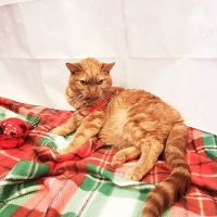 PetVet365 Pet Hospital Louisville/Anchorage ico