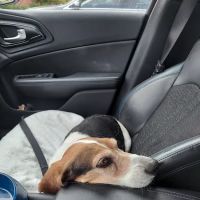 Metropolitan Veterinary Specialists and Emergency Service ico