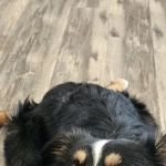 PetVet365 Pet Hospital Louisville/Blankenbaker