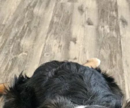 PetVet365 Pet Hospital Louisville/Blankenbaker