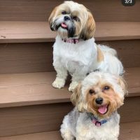 Hopewell Animal Hospital ico