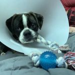 Jefferson Animal Hospitals