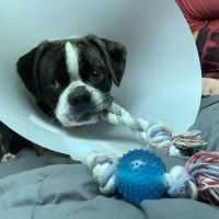 Jefferson Animal Hospitals ico
