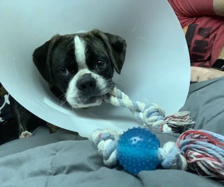 Jefferson Animal Hospitals