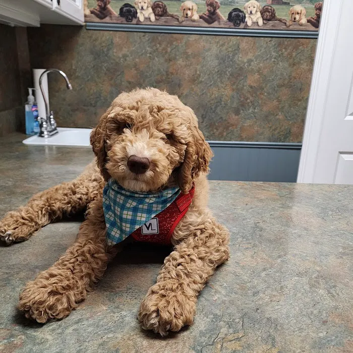 Charlestown Veterinary Clinic Picture 10