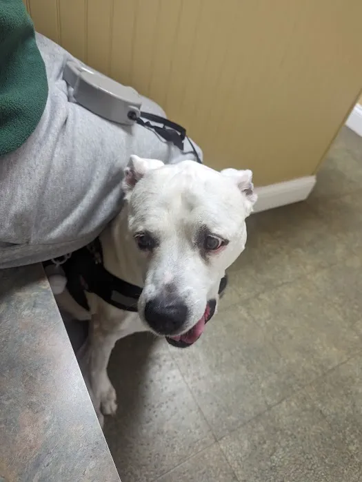 Charlestown Veterinary Clinic Picture 8