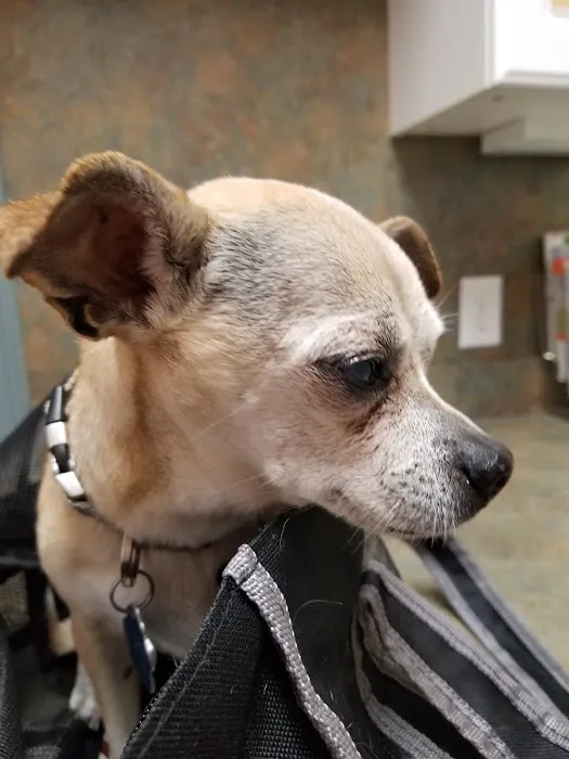 Charlestown Veterinary Clinic Picture 7