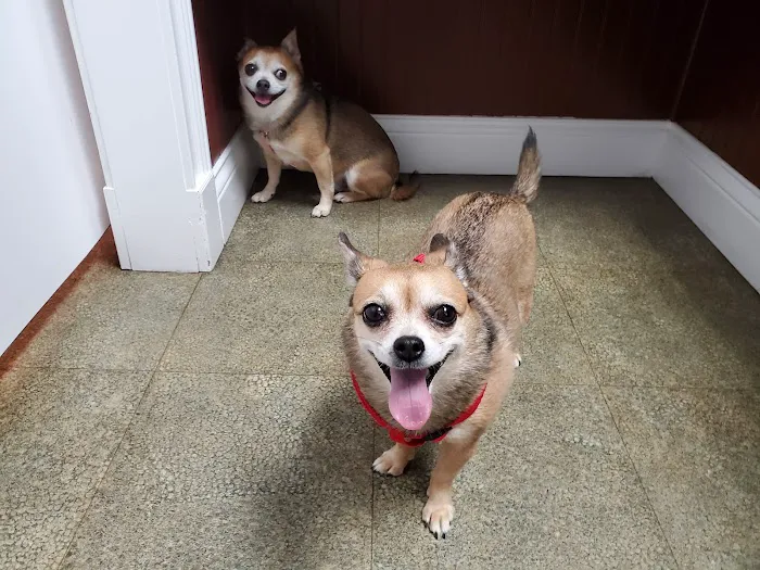 Charlestown Veterinary Clinic Picture 5