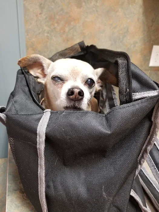 Charlestown Veterinary Clinic Picture 4