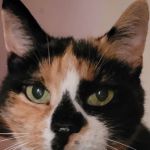 Charlestown Veterinary Clinic
