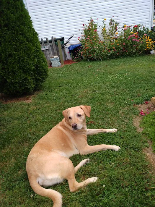 Georgetown Veterinary Clinic Picture 8
