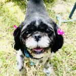 Unleashed Veterinary Care