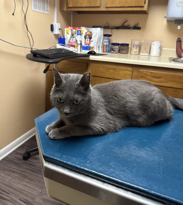 Unleashed Veterinary Care Picture 7