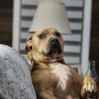 Shepherdsville Animal Hospital ico