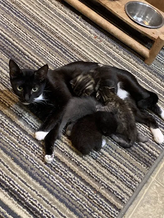 Shepherdsville Animal Hospital Picture 5