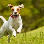 Johnsen Veterinary Services