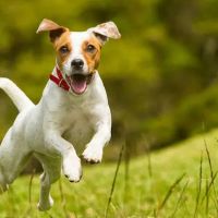 Johnsen Veterinary Services ico