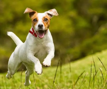 Johnsen Veterinary Services