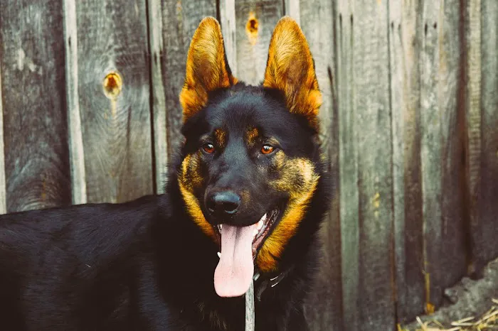 Johnsen Veterinary Services Picture 2