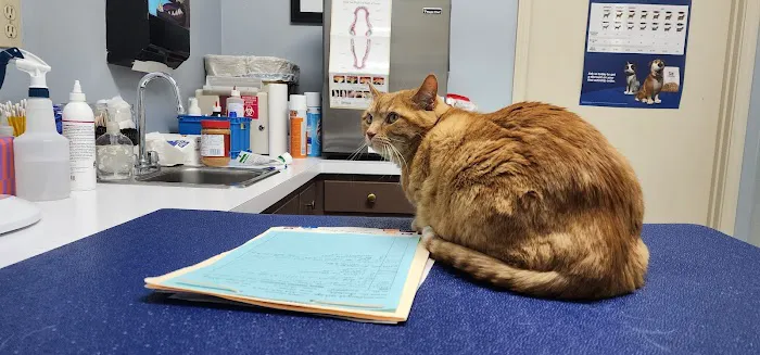 Mt. Washington Animal Clinic Picture 1