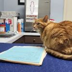 Mt. Washington Animal Clinic
