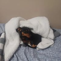 East Bullitt Animal Clinic ico