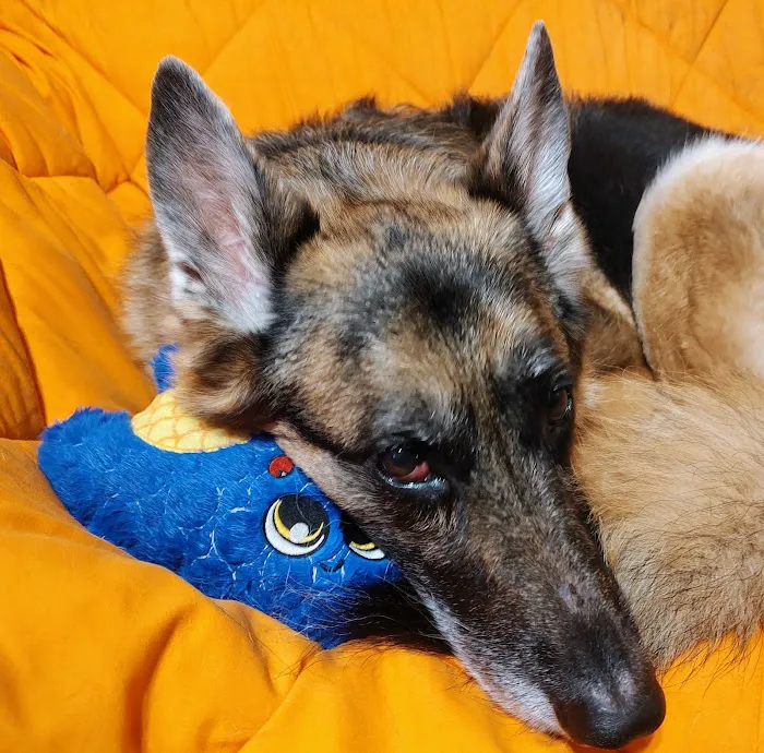 Stellhorn Veterinary Hospital Picture 6