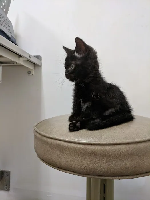 Stellhorn Veterinary Hospital Picture 9