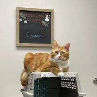 Cedar Creek Veterinary Clinic ico